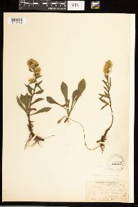 Solidago simplex image