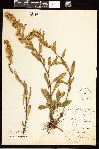 Solidago simplex image