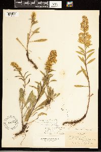 Solidago simplex image