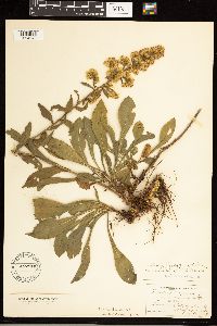 Solidago simplex image