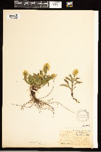 Solidago simplex image