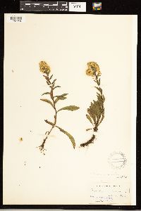 Solidago simplex image