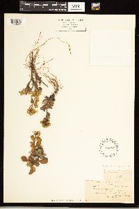 Solidago simplex image