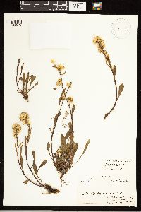 Solidago simplex image