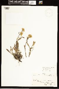 Solidago simplex image
