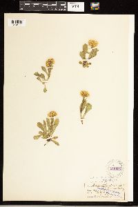 Solidago simplex image