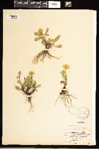 Solidago simplex image