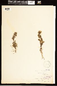 Solidago simplex image