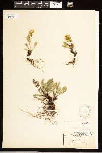Solidago simplex image