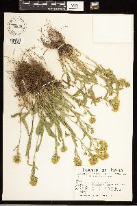 Solidago simplex image