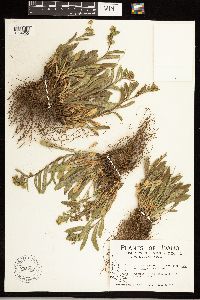 Solidago simplex image