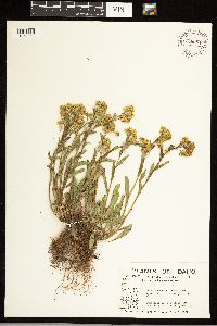 Solidago simplex image