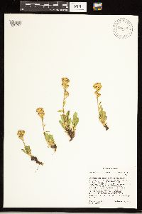 Solidago simplex image