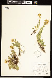Solidago simplex image