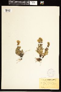 Solidago simplex image