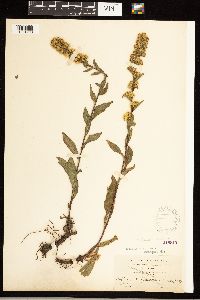 Solidago simplex var. randii image