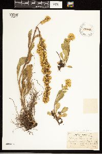 Solidago simplex image