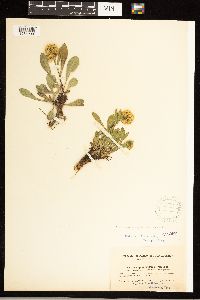 Solidago simplex image