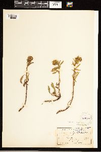 Solidago simplex image