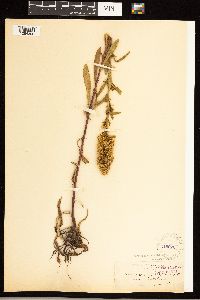 Solidago simplex image