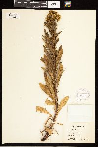 Solidago simplex image