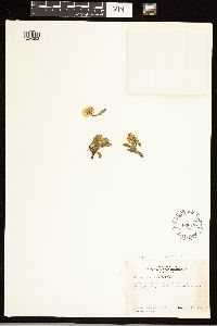 Solidago simplex image