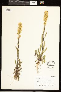 Solidago simplex image