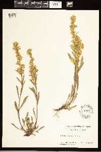 Solidago simplex image