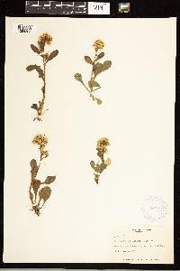 Solidago simplex image