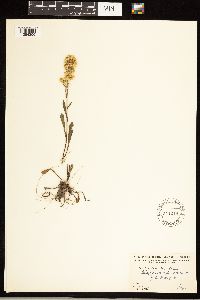 Solidago simplex image
