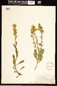 Solidago simplex image