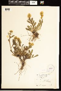 Solidago simplex image
