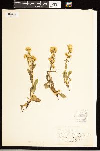 Solidago simplex image