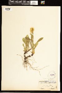 Solidago simplex image