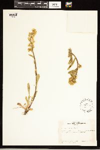 Solidago simplex image
