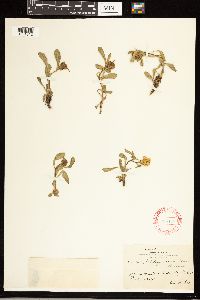 Solidago simplex image