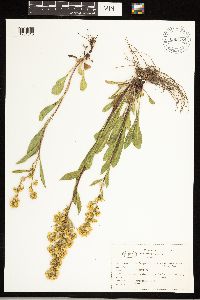 Solidago simplex image
