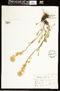 Solidago simplex image