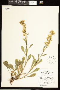 Solidago simplex image