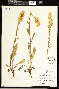 Solidago simplex image