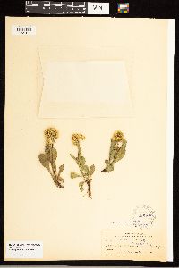 Solidago simplex image