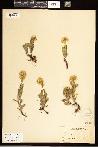 Solidago simplex image