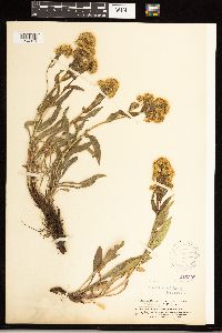 Solidago simplex image