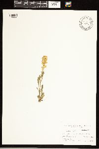 Solidago simplex image