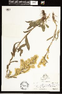 Solidago simplex image