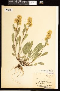 Solidago simplex image