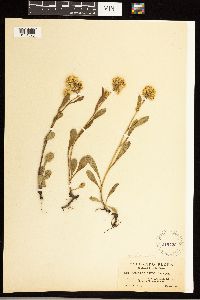 Solidago simplex image