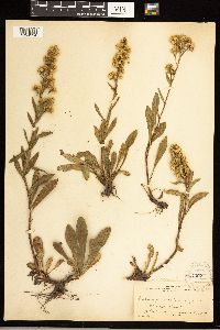 Solidago simplex image