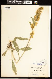 Solidago simplex image