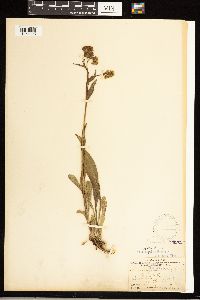 Solidago simplex image